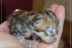 Mississippi-Liebeshof-black-golden-classic-tabby-2-Tage-alt.-www.sibirische-katzen-hamburg.de_