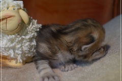 Mississippi-Liebeshof-black-golden-classic-tabby-2-Wochen-alt.-www.sibirische-katzen-hamburg.de-I