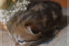 Mississippi-Liebeshof-black-golden-classic-tabby-2-Wochen-alt.-www.sibirische-katzen-hamburg.de-II