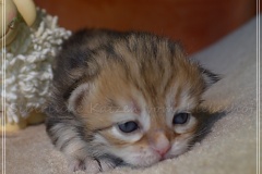 Mississippi-Liebeshof-black-golden-classic-tabby-2-Wochen-alt.-www.sibirische-katzen-hamburg.de-III