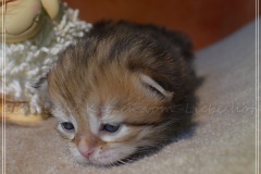 Mississippi-Liebeshof-black-golden-classic-tabby-2-Wochen-alt.-www.sibirische-katzen-hamburg.de-IV