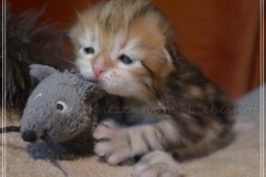 Mississippi-Liebeshof-black-golden-classic-tabby-2-Wochen-alt.-www.sibirische-katzen-hamburg.de-V
