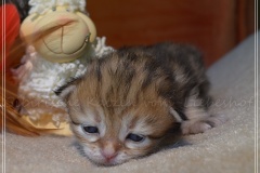 Mississippi-Liebeshof-black-golden-classic-tabby-2-Wochen-alt.-www.sibirische-katzen-hamburg.de_