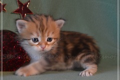 Mississippi-Liebeshof-black-golden-classic-tabby-3-Wochen-alt.-www.sibirische-katzen-hamburg.de-I