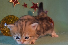 Mississippi-Liebeshof-black-golden-classic-tabby-3-Wochen-alt.-www.sibirische-katzen-hamburg.de-III