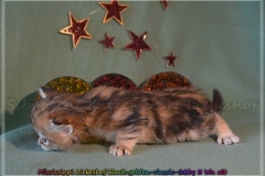 Mississippi-Liebeshof-black-golden-classic-tabby-3-Wochen-alt.-www.sibirische-katzen-hamburg.de_