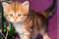 Mississippi-Liebeshof-black-golden-classic-tabby-4-Wochen-alt.-www.sibirische-katzen-hamburg.de-IV