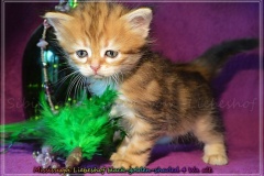 Mississippi-Liebeshof-black-golden-classic-tabby-4-Wochen-alt.-www.sibirische-katzen-hamburg.de_