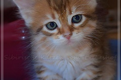 Mississippi-Liebeshof-black-golden-classic-tabby-6-Wochen-alt.-www.sibirische-katzen-hamburg.de-II