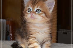 Mississippi-Liebeshof-black-golden-classic-tabby-6-Wochen-alt.-www.sibirische-katzen-hamburg.de-III