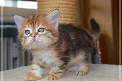 Mississippi-Liebeshof-black-golden-classic-tabby-6-Wochen-alt.-www.sibirische-katzen-hamburg.de-IV