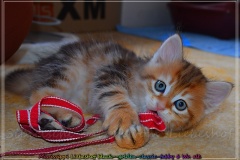 Mississippi-Liebeshof-black-golden-classic-tabby-6-Wochen-alt.-www.sibirische-katzen-hamburg.de_