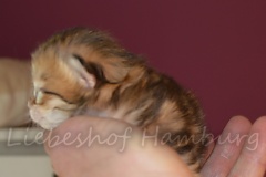Mississippi-Liebeshof-black-golden-classic-tabby-8-Tage-alt.-www.sibirische-katzen-hamburg.de-I