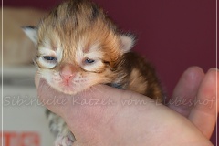 Mississippi-Liebeshof-black-golden-classic-tabby-8-Tage-alt.-www.sibirische-katzen-hamburg.de-II