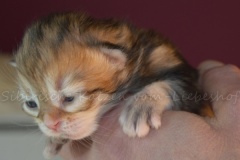 Mississippi-Liebeshof-black-golden-classic-tabby-8-Tage-alt.-www.sibirische-katzen-hamburg.de-IV