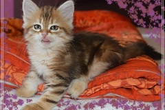 Mississippi-Liebeshof-black-golden-classic-tabby-8-Wochen-alt.-www.sibirische-katzen-hamburg.de-I