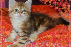 Mississippi-Liebeshof-black-golden-classic-tabby-8-Wochen-alt.-www.sibirische-katzen-hamburg.de-II