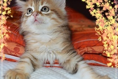 Mississippi-Liebeshof-black-golden-classic-tabby-8-Wochen-alt.-www.sibirische-katzen-hamburg.de_