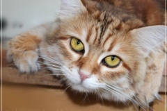 Mississippi-Liebeshof-black-golden-classic-tabby-www.sibirische-katzen-hamburg.de-vom-Liebeshof