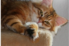 Mississippi-Magda-Liebeshof-black-golden-classic-tabby-11-Monate-alt.-www.sibirische-katzen-hamburg.de-I