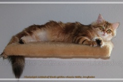 Mississippi-Magda-Liebeshof-black-golden-classic-tabby-11-Monate-alt.-www.sibirische-katzen-hamburg.de_