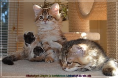 Mississippi-Magda-Liebeshof-black-golden-classic-tabby-11-Wochen-alt.-www.sibirische-katzen-hamburg.de-IV