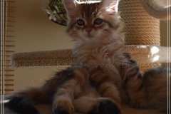 Mississippi-Magda-Liebeshof-black-golden-classic-tabby-11-Wochen-alt.-www.sibirische-katzen-hamburg.de-V