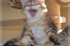 Mississippi-Magda-Liebeshof-black-golden-classic-tabby-11-Wochen-alt.-www.sibirische-katzen-hamburg.de-VI