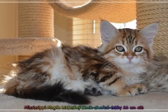 Mississippi-Magda-Liebeshof-black-golden-classic-tabby-11-Wochen-alt.-www.sibirische-katzen-hamburg.de_