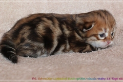 Fräulein-Schneider-Liebeshof-Sibirische-Katze-in-black-golden-classic-tabby-11-Tage-alt.-www.sibirische-katzen-hamburg.de-I