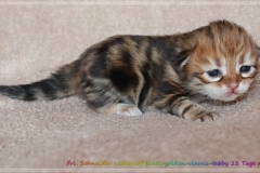 Fräulein-Schneider-Liebeshof-Sibirische-Katze-in-black-golden-classic-tabby-11-Tage-alt.-www.sibirische-katzen-hamburg.de-II
