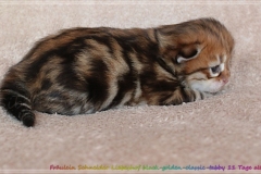 Fräulein-Schneider-Liebeshof-Sibirische-Katze-in-black-golden-classic-tabby-11-Tage-alt.-www.sibirische-katzen-hamburg.de_