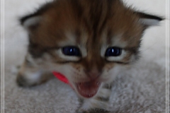 Fraeulein-Schneider-Liebeshof-Sibirische-Katze-in-black-golden-classic-tabby-3-Wochen-alt.-www.sibirische-katzen-hamburg.de-I