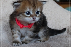 Fraeulein-Schneider-Liebeshof-Sibirische-Katze-in-black-golden-classic-tabby-3-Wochen-alt.-www.sibirische-katzen-hamburg.de-II