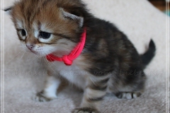 Fraeulein-Schneider-Liebeshof-Sibirische-Katze-in-black-golden-classic-tabby-3-Wochen-alt.-www.sibirische-katzen-hamburg.de-III