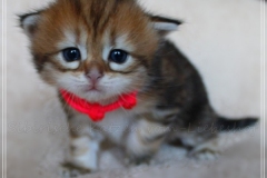 Fraeulein-Schneider-Liebeshof-Sibirische-Katze-in-black-golden-classic-tabby-3-Wochen-alt.-www.sibirische-katzen-hamburg.de_