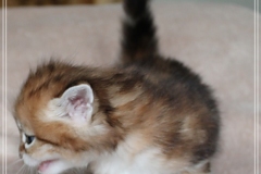 Fraeulein-Schneider-Liebeshof-Sibirische-Katze-in-black-golden-classic-tabby-4-Wochen-alt.-www.sibirische-katzen-hamburg.de-I