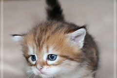 Fraeulein-Schneider-Liebeshof-Sibirische-Katze-in-black-golden-classic-tabby-4-Wochen-alt.-www.sibirische-katzen-hamburg.de_