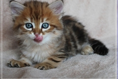 Fraeulein-Schneider-Liebeshof-Sibirische-Katze-in-black-golden-classic-tabby-65-Wochen-alt.-www.sibirische-katzen-hamburg.de-I