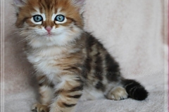 Fraeulein-Schneider-Liebeshof-Sibirische-Katze-in-black-golden-classic-tabby-65-Wochen-alt.-www.sibirische-katzen-hamburg.de-II