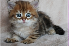 Fraeulein-Schneider-Liebeshof-Sibirische-Katze-in-black-golden-classic-tabby-65-Wochen-alt.-www.sibirische-katzen-hamburg.de_