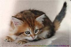 Fraeulein-Schneider-Liebeshof-Sibirische-Katze-in-black-golden-classic-torbie-8-Wochen-alt.-www.sibirische-katzen-hamburg.de-I