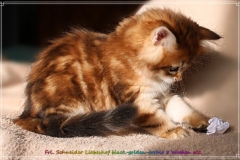 Fraeulein-Schneider-Liebeshof-Sibirische-Katze-in-black-golden-classic-torbie-8-Wochen-alt.-www.sibirische-katzen-hamburg.de-II