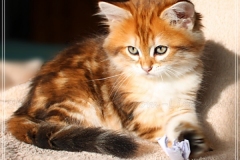 Fraeulein-Schneider-Liebeshof-Sibirische-Katze-in-black-golden-classic-torbie-8-Wochen-alt.-www.sibirische-katzen-hamburg.de-III