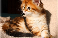 Fraeulein-Schneider-Liebeshof-Sibirische-Katze-in-black-golden-classic-torbie-8-Wochen-alt.-www.sibirische-katzen-hamburg.de-IV