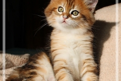 Fraeulein-Schneider-Liebeshof-Sibirische-Katze-in-black-golden-classic-torbie-8-Wochen-alt.-www.sibirische-katzen-hamburg.de-V