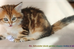 Fraeulein-Schneider-Liebeshof-Sibirische-Katze-in-black-golden-classic-torbie-8-Wochen-alt.-www.sibirische-katzen-hamburg.de_