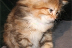 Francis-Capulli-Liebeshof-black-golden-torbie-classic-6-Wochen-alt-www.sibirische-katzen-hamburg.de-I