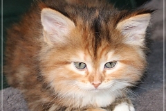 Francis-Capulli-Liebeshof-black-golden-torbie-classic-6-Wochen-alt-www.sibirische-katzen-hamburg.de-II