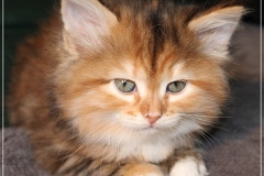 Francis-Capulli-Liebeshof-black-golden-torbie-classic-6-Wochen-alt-www.sibirische-katzen-hamburg.de-III